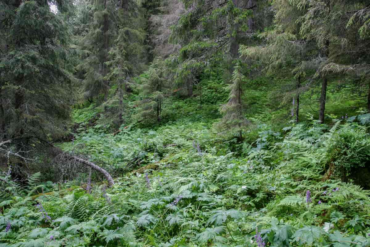 Høgstaudeskog med gran