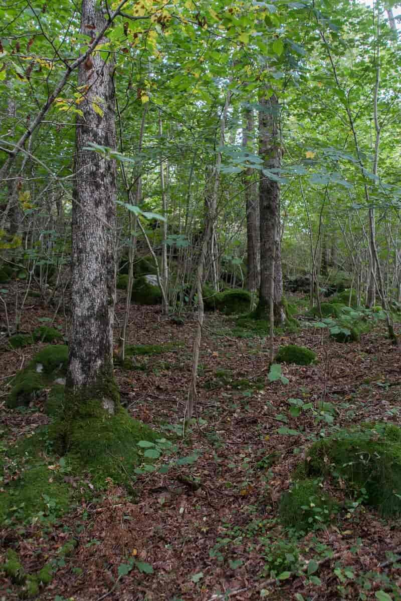 Blåbær-eikeskog med vissent løv.