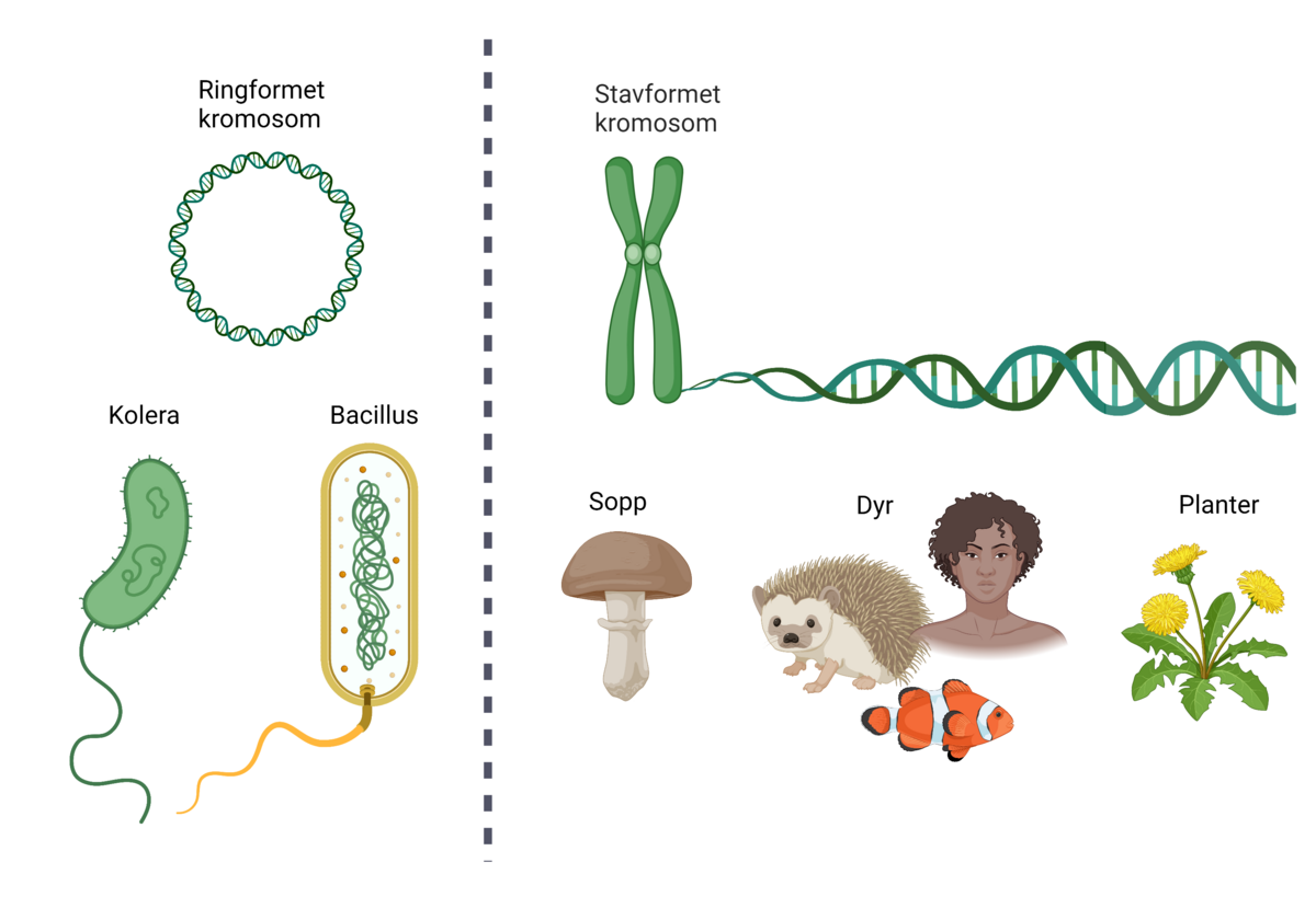 Sirkelformet kromosom versus stavformet kromosom