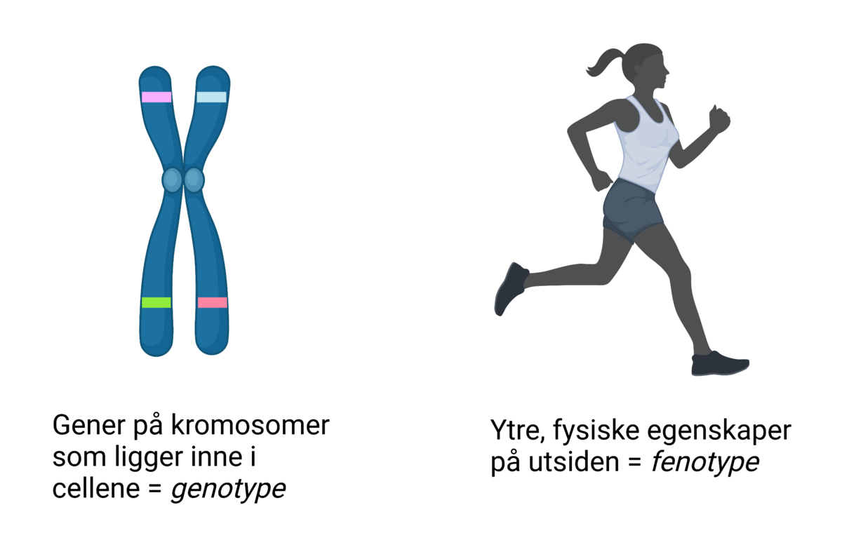 Fenotype versus genotype