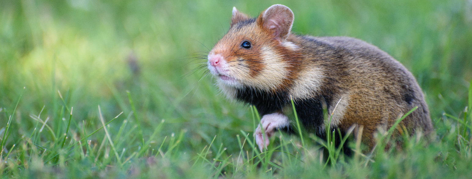 Europeisk hamster (cricetus cricetus) fotografert i Wien
