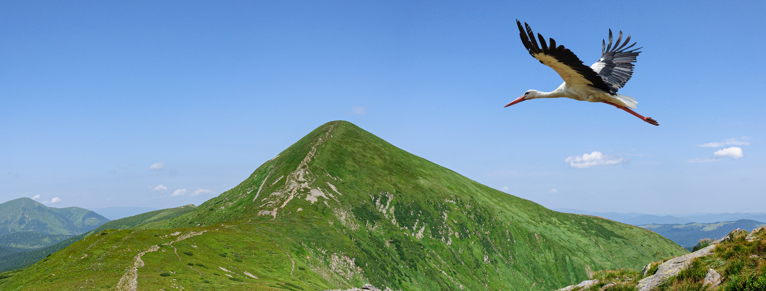 En stork flyr foran Hoverla i Karpatene