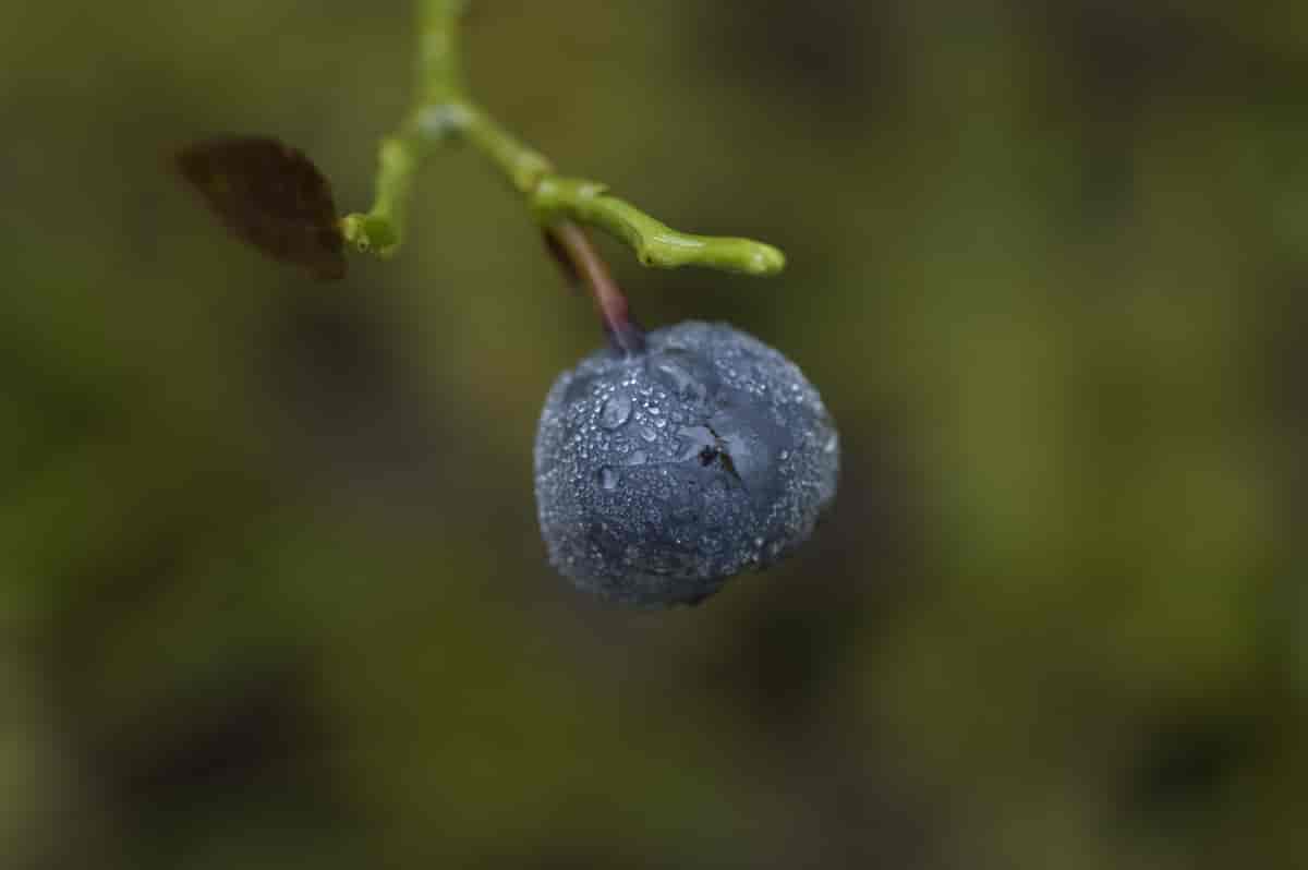 Blåbær Vaccinium myrtillus