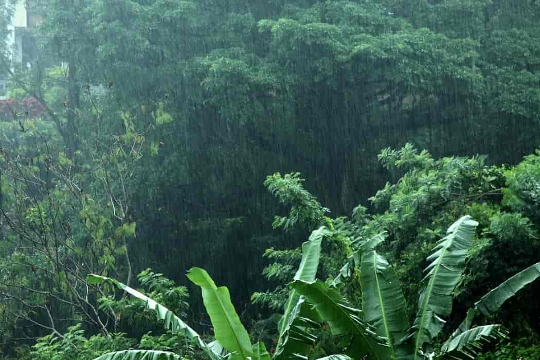 Regnvær i tropene