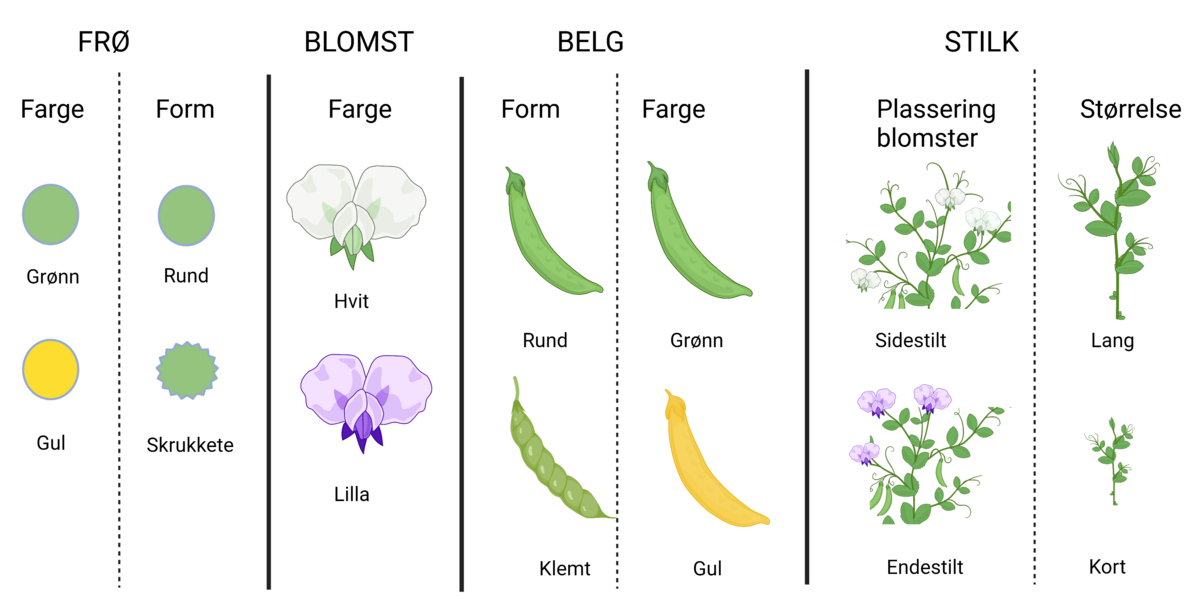 Egenskapene som Gregor Mendel studerte hos ertebplanter. Resultatene ga grunnlaget han trengte for å formulere Mendels først og andre arvelov.