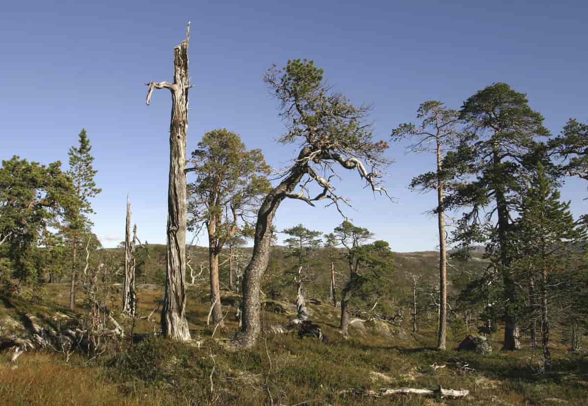 Gamle stående furutrær - såkalte gadder