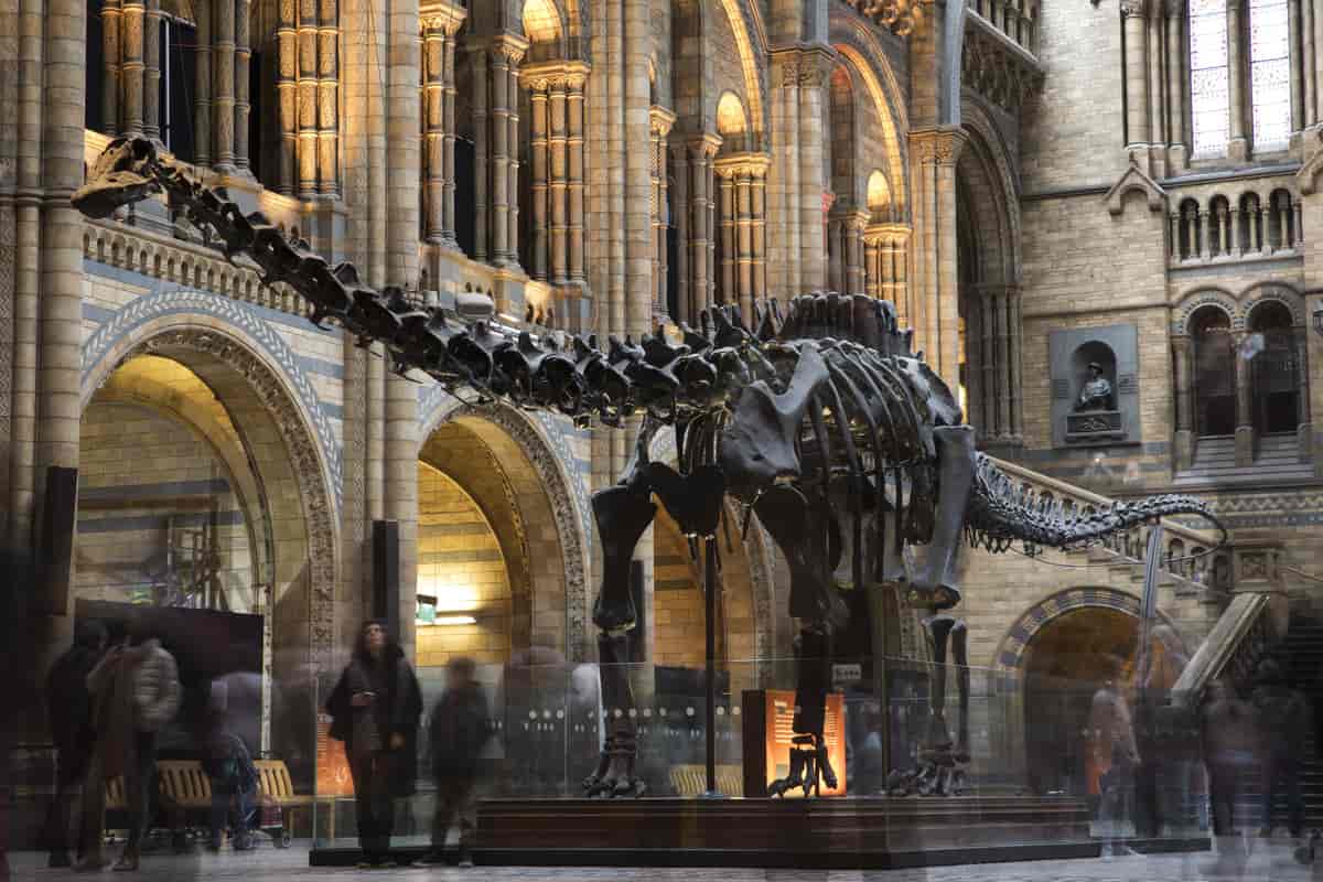 Skjelett av en dinosaur inne i en stor gammeldags museumshall. Skjelettet har lang hals og hale, og står på fire bein. Foto