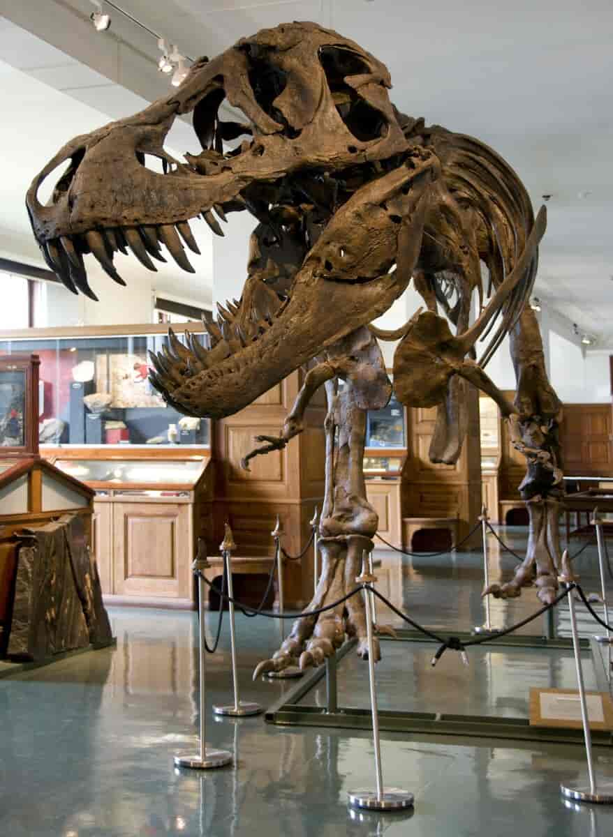 Skjelettet til en rovdinosaur inne i et museum. Den står på de to bakbeina, har stort hode, korte forbein og en lang hale med mange knokler.