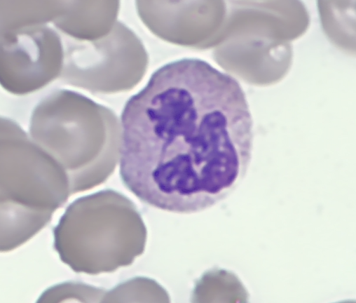Nøytrofil granulocytt