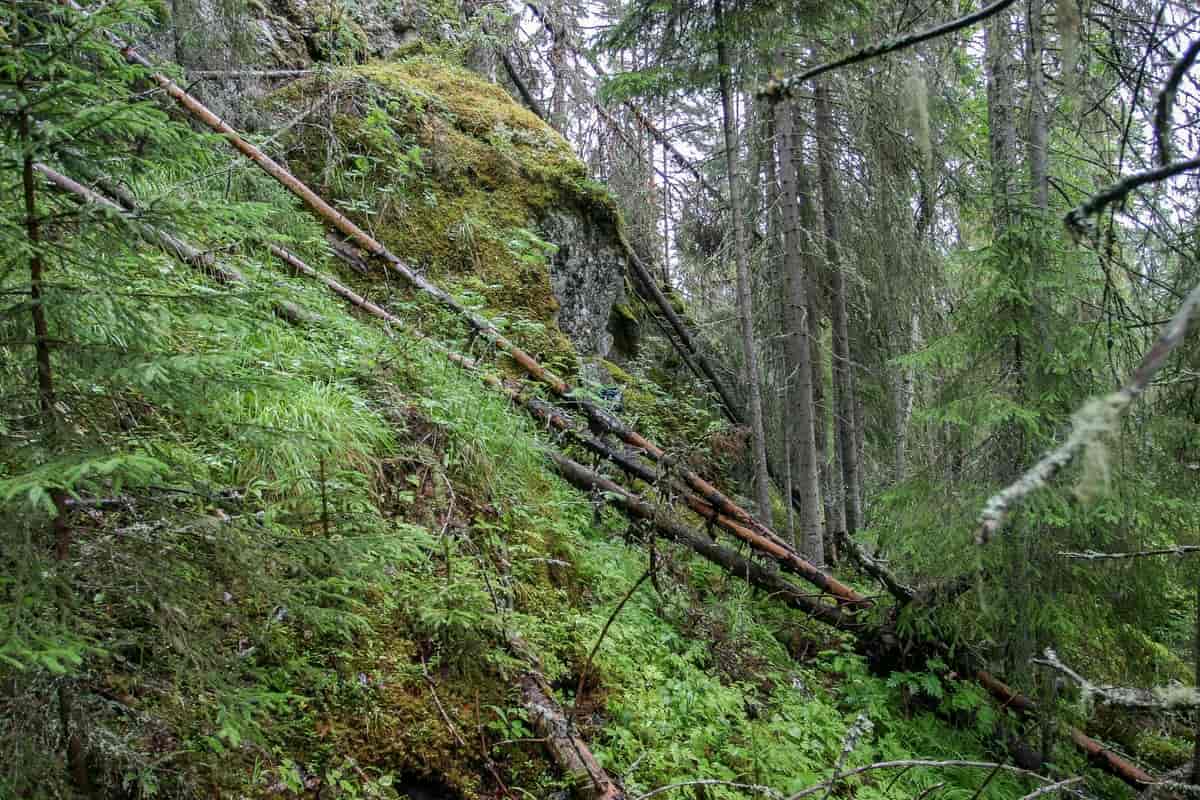 Urskog i produktiv skog