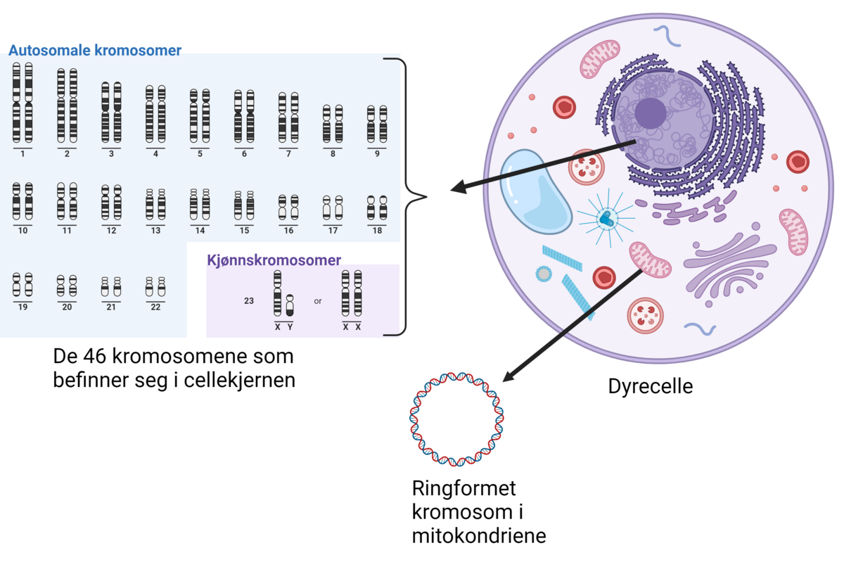 Menneskets genom består av de 46 kromosomene i cellekjernen og mitokondrie DNA.