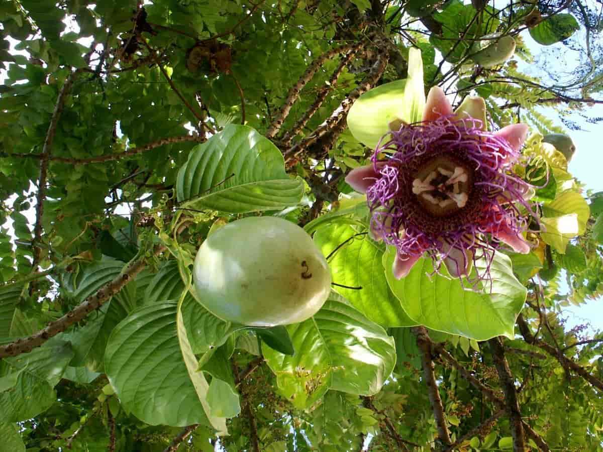 barbadin frukt og blomst
