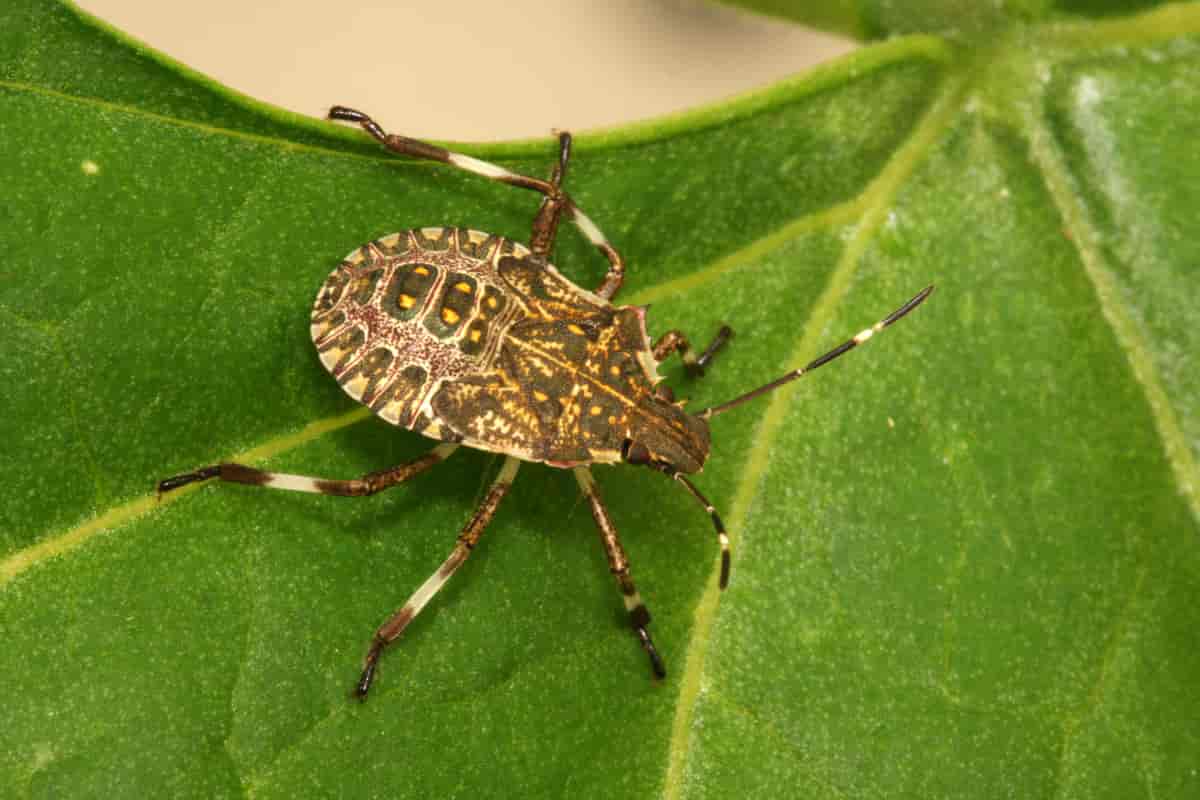 A last-instar nymph of the brown marmorated stink bug