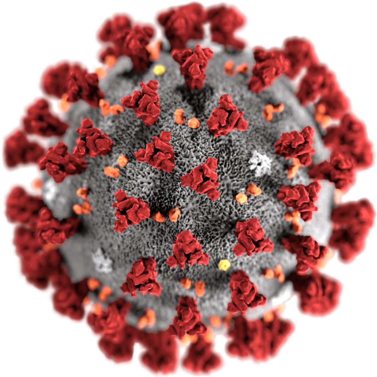 Digital modell av et korona-virus