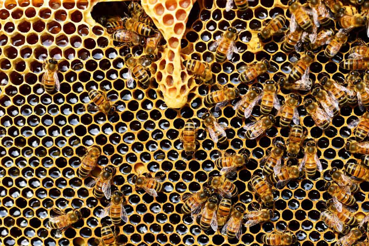 bier på en vokstavle