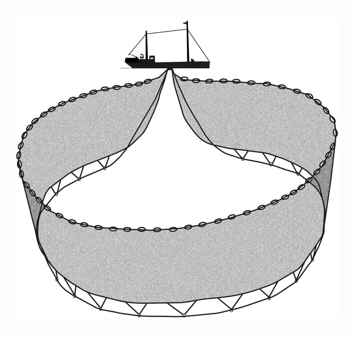 En stor ring med fiskegarn ligger spredt under en båt. I bunnen og toppen av fiskegarnet er det tau som  vil snurpe noten sammen. 