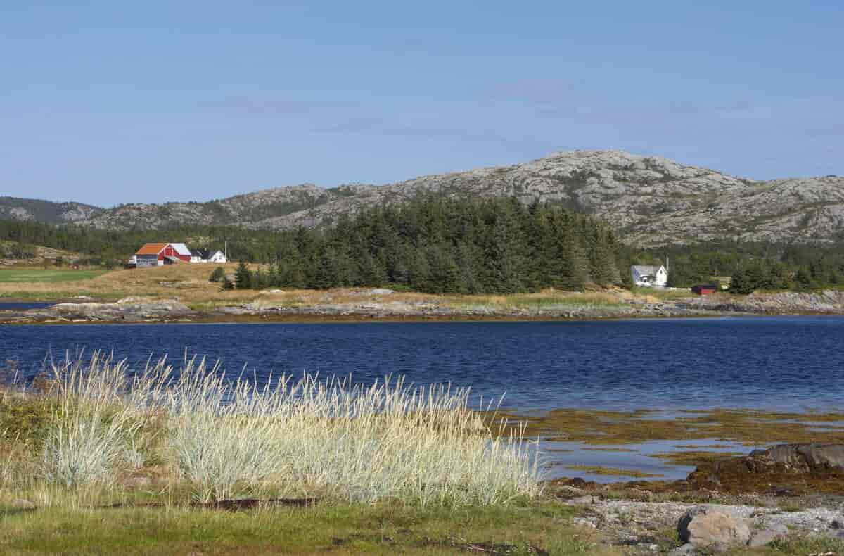 Plantefelt med sitkagran, Arnøyfjorden