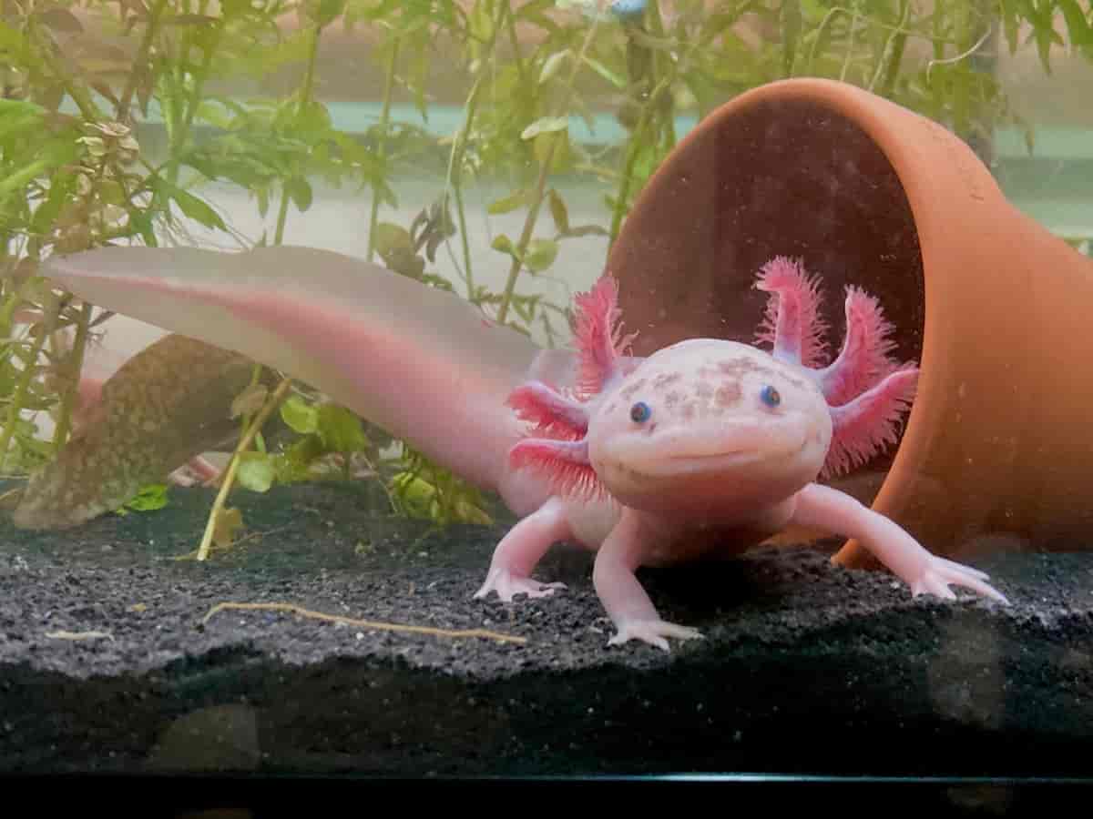 Flekkete leusistisk axolotl
