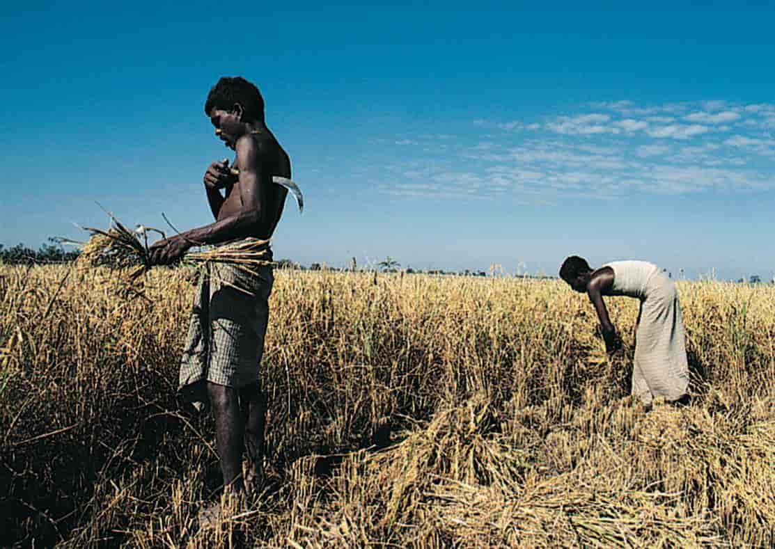 to bønder høster ris med håndverktøy
