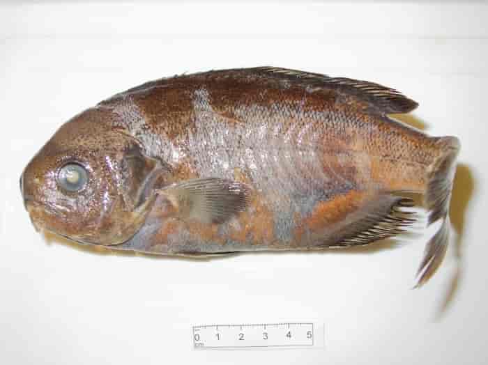 Tønnefisk Hyperoglyphe perciformis (Mitchill, 1818)