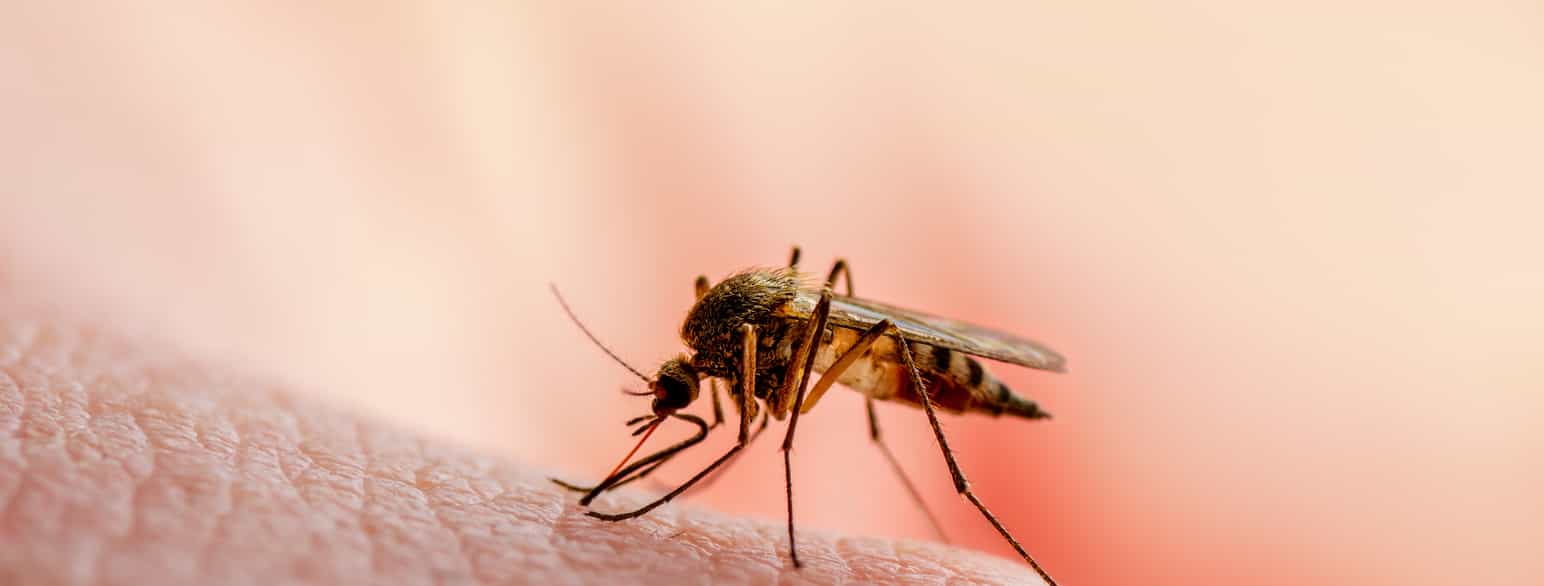 Mange tropesykdommer overføres med mygg