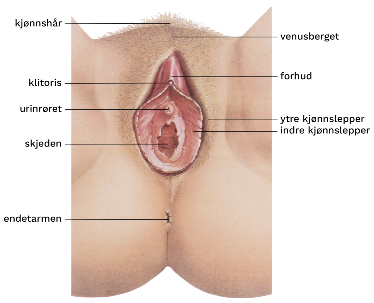 Figur som viser plasseringen av organene. Venusberget er den delen som synes rett forfra, hos ungdommer og voksne er den dekket av en trekant med hår. Mellom de ytre kjønnsleppene ligger de indre kjønnsleppene. Klitoris ligger akkurat der de indre kjønnsleppene starter. Under klitoris ligger urinrørsåpningen og under der igjen ligger skjedeåpningen. Urinrørsåpningen og skjedeåpningen beskyttes av de indre kjønnsleppene. Noen centimeter nedenfor skjeden, mellom rumpeballene, ligger endetarmsåpningen. 