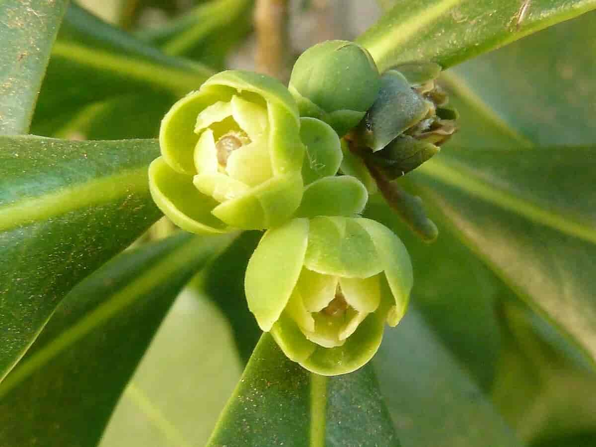 Warburgia salutaris blomster