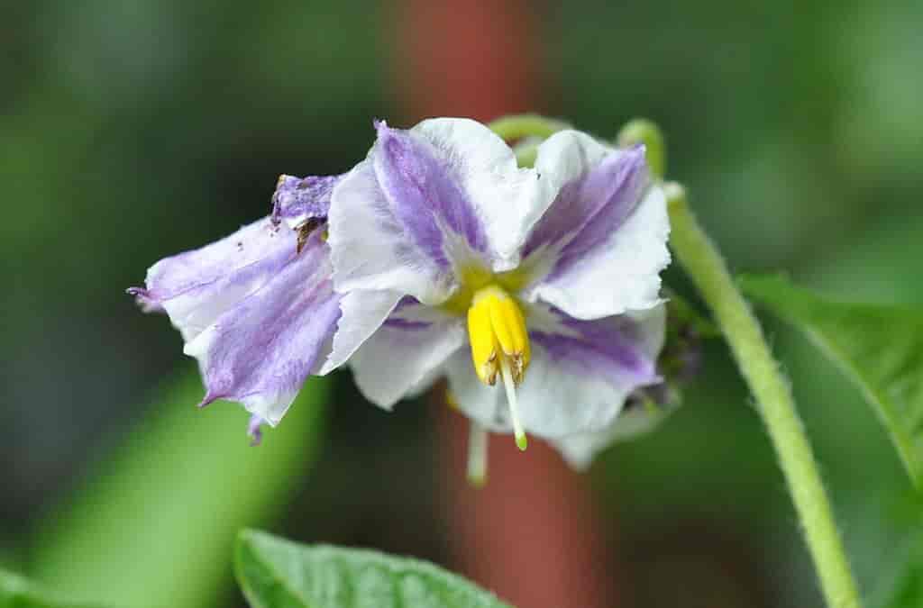 Solanum muricatum blomster