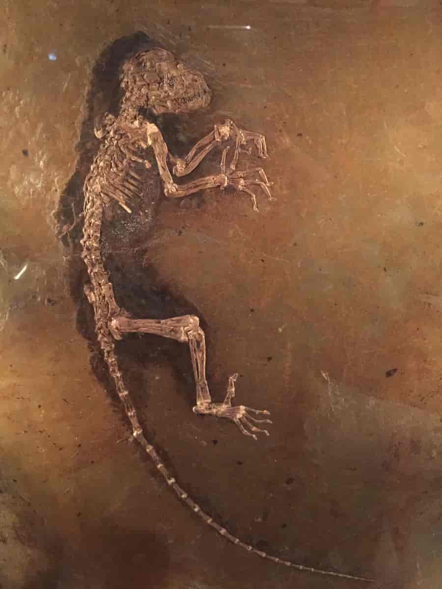Fotografi av et fossilt apeskjelett. Apen ligger på siden og ser ut som den holder hendene opp foran seg. Den har lang hale.