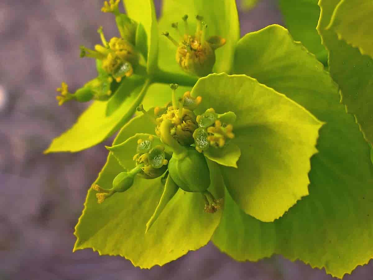 Euphorbia serrata blomsterstand