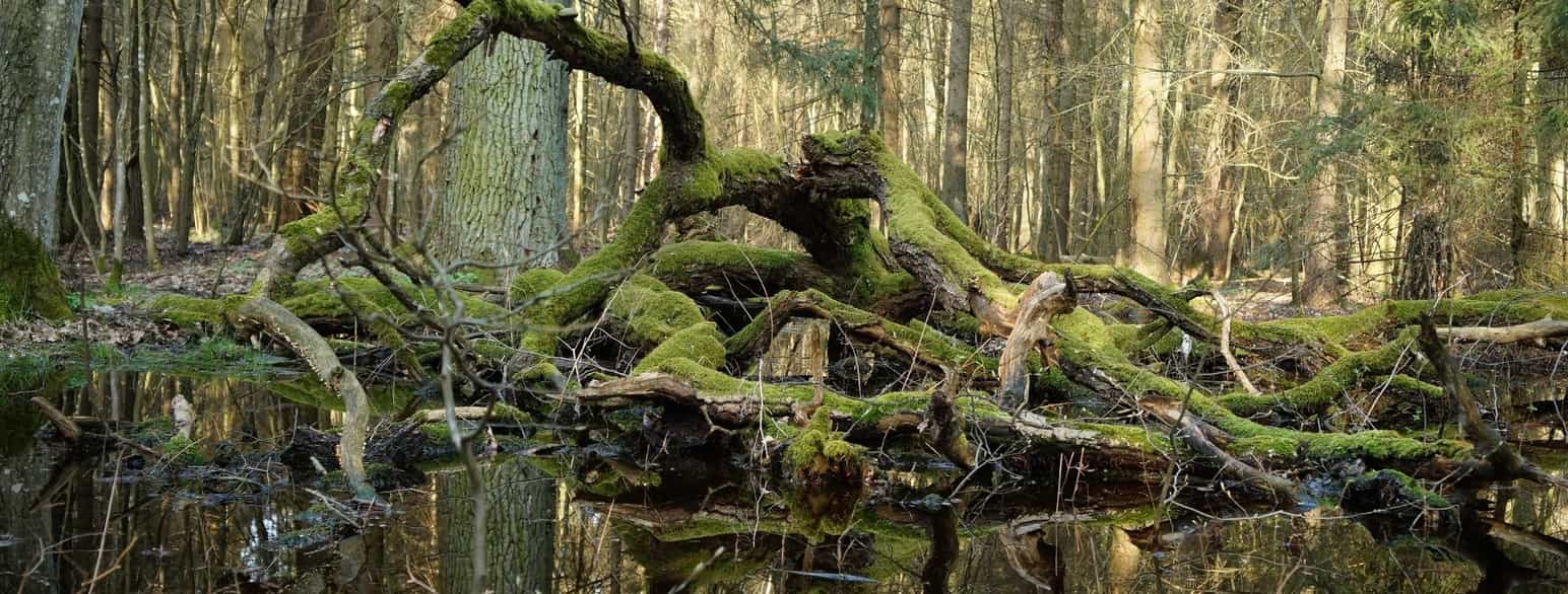 Białowieżaskogen er urskog og et eksempel på et klimakssamfunn.