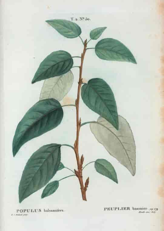  Populus balsamifera