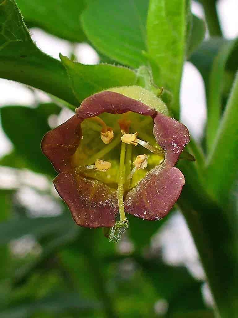 Atropa belladonna blomst