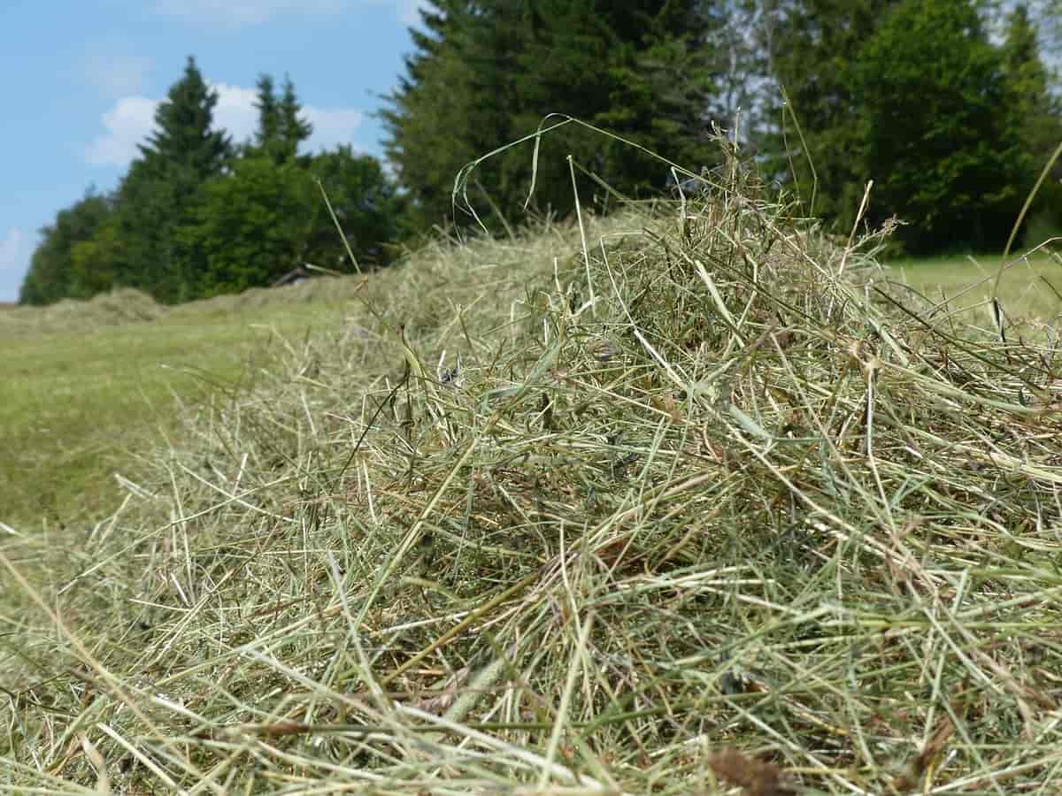 Høy er tørket gras som brukes som fôr til husdyr