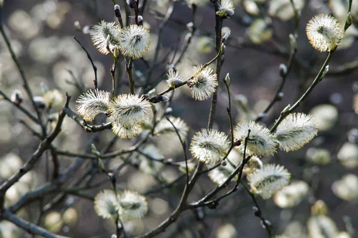 Til våren med gåsunger på selje (Salix caprea).