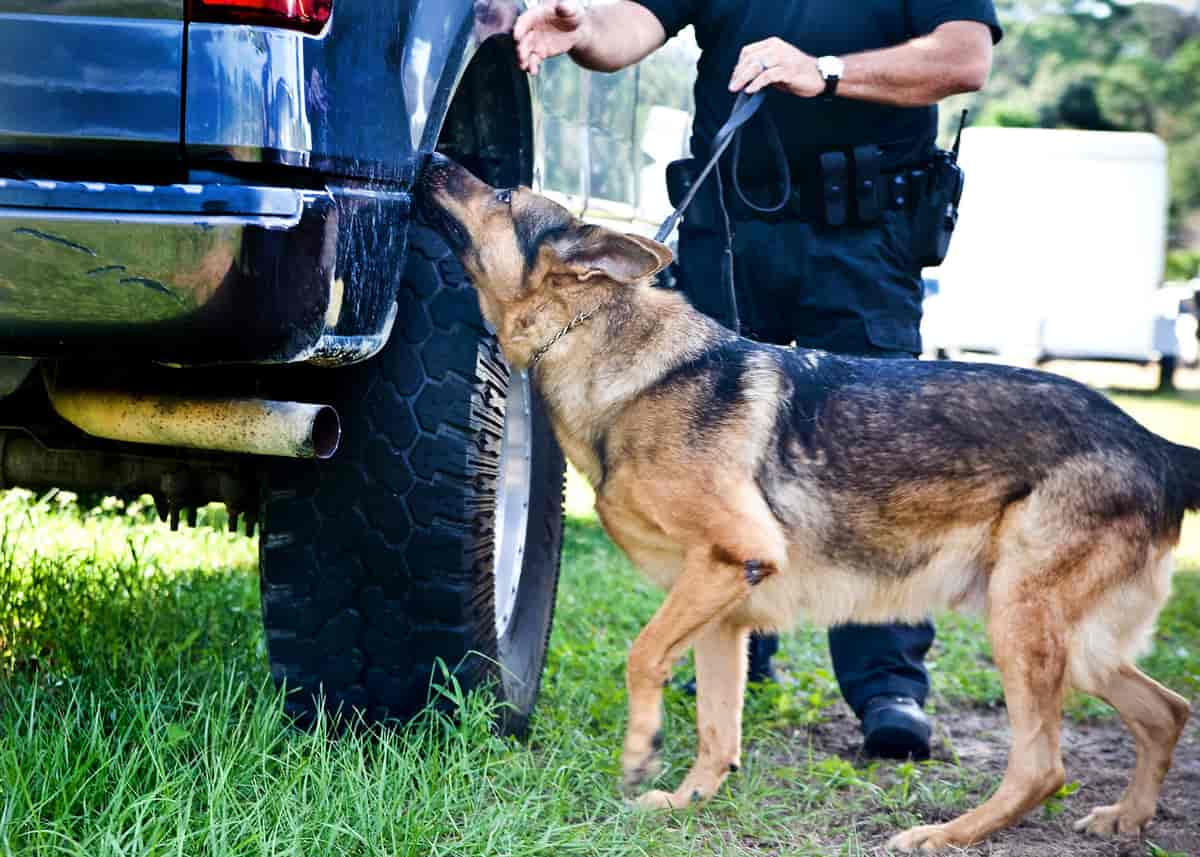 Hunden luktar på ein bil. Ein politibetjent held hunden i band og følgjer han. 