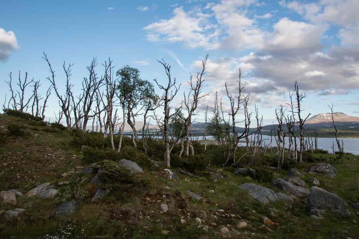 Fjellbjørkeskog etter angrep av lauvmakk