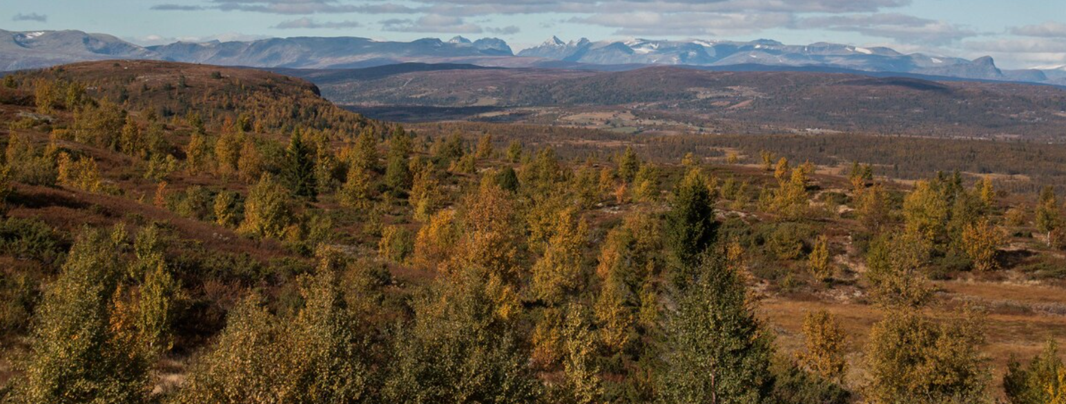 Fjellbjørkeskog i skoggrensa, Vestre Slidre, Innlandet