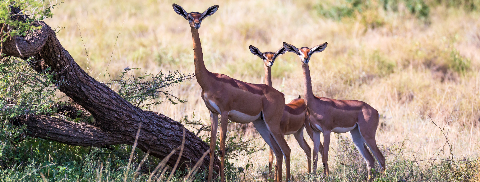 Tre gerenuker på savannen i Kenya.