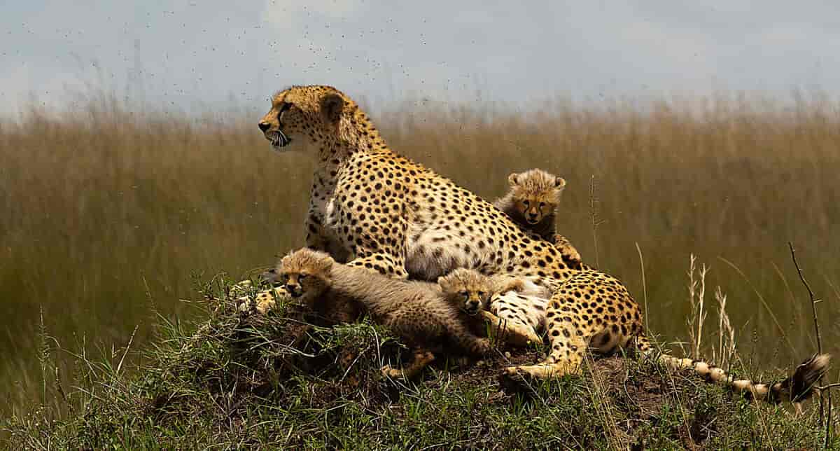 Gepard i Maasai Mara