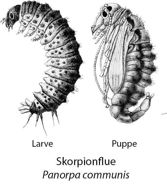 Skorpionflue larve og puppe (Panorpa communis)