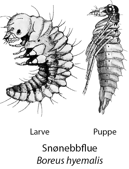 Snønebbflue larve og puppe (Boreus hyemalis)
