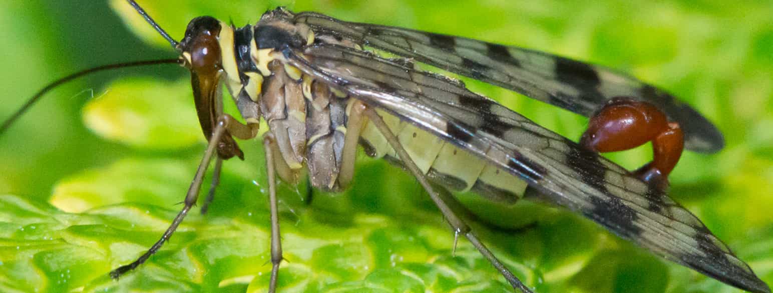 Båndskorpionflue (Panorpa communis)