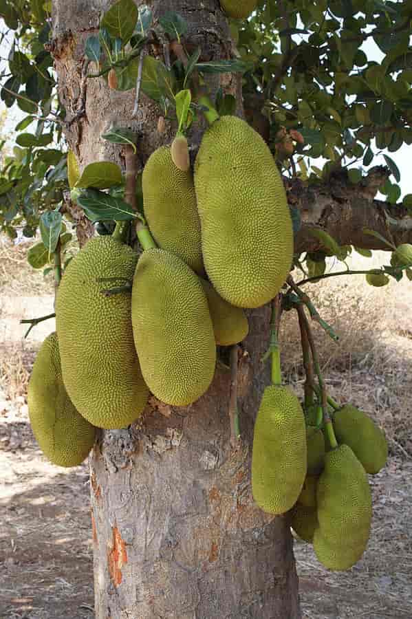 Jakkfrukt (Artocarpus heterophyllus)