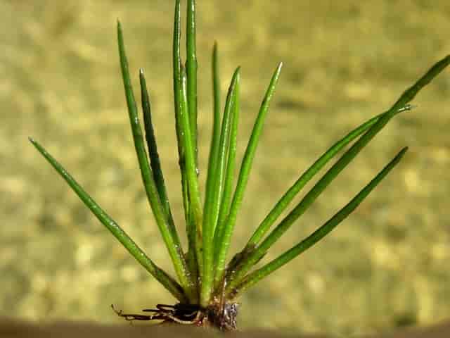 Stivt brasmegras (Isoetes lacustris)