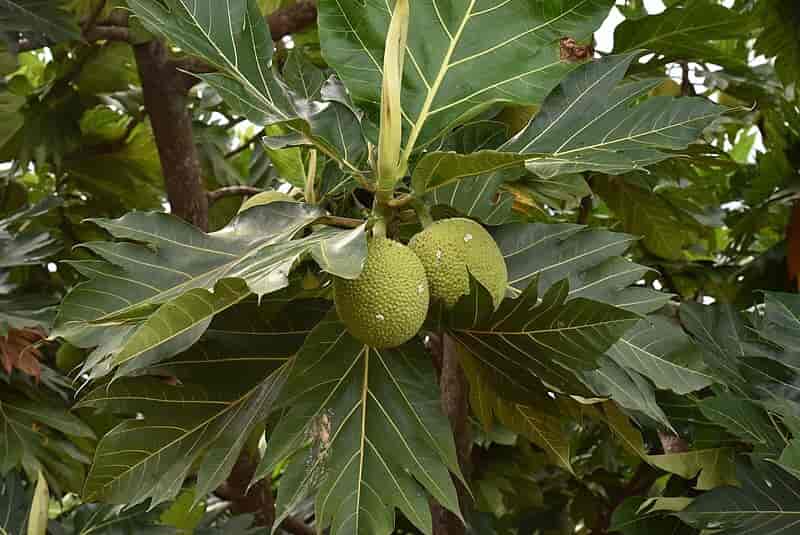 Brødfrukt (Artocarpus altilis)