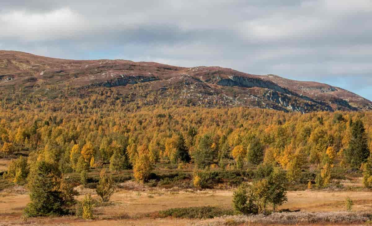Fjellbjørkeskog i høstfarger