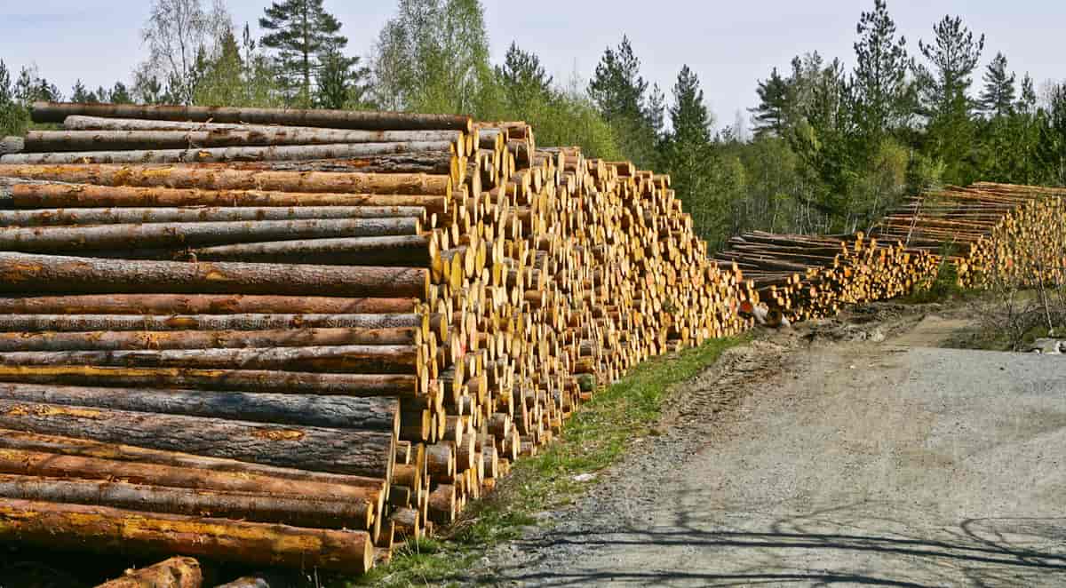 Snauflatehogsten gir store mengder tømmer fra fra et begrenset område.