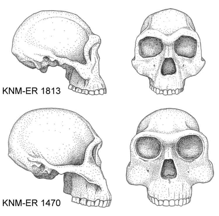 Rekonstruksjoner av kranier av Homo habilis (øverst) og Homo rudolfensis