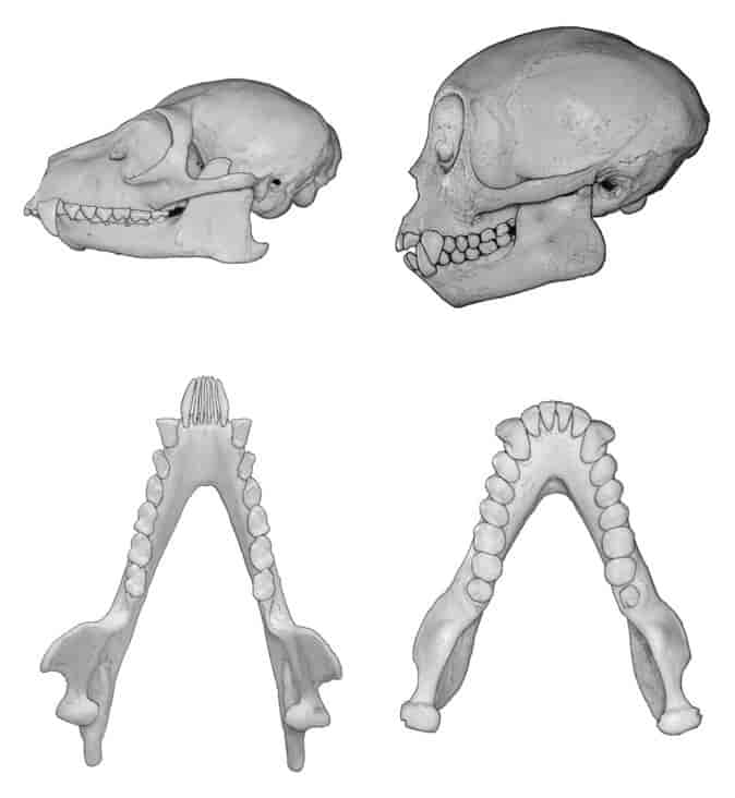 Skaller av t.v. en strepsirhin (ringhalemaki, Lemur catta) og en haplorhin (kapusinerape, Cebus apella)